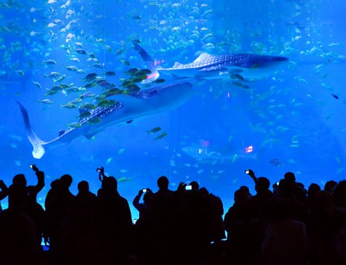 6c514058c921a9de75c8-500x383 Ocean Culture Festival